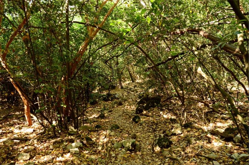 Tät skog på väg ner mot Olympos.