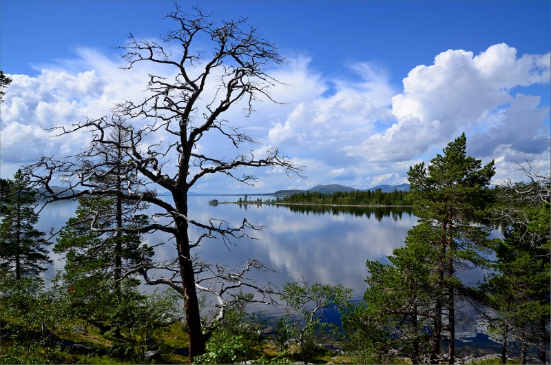 Kalt träd vid Hundviken i Rogensjön.